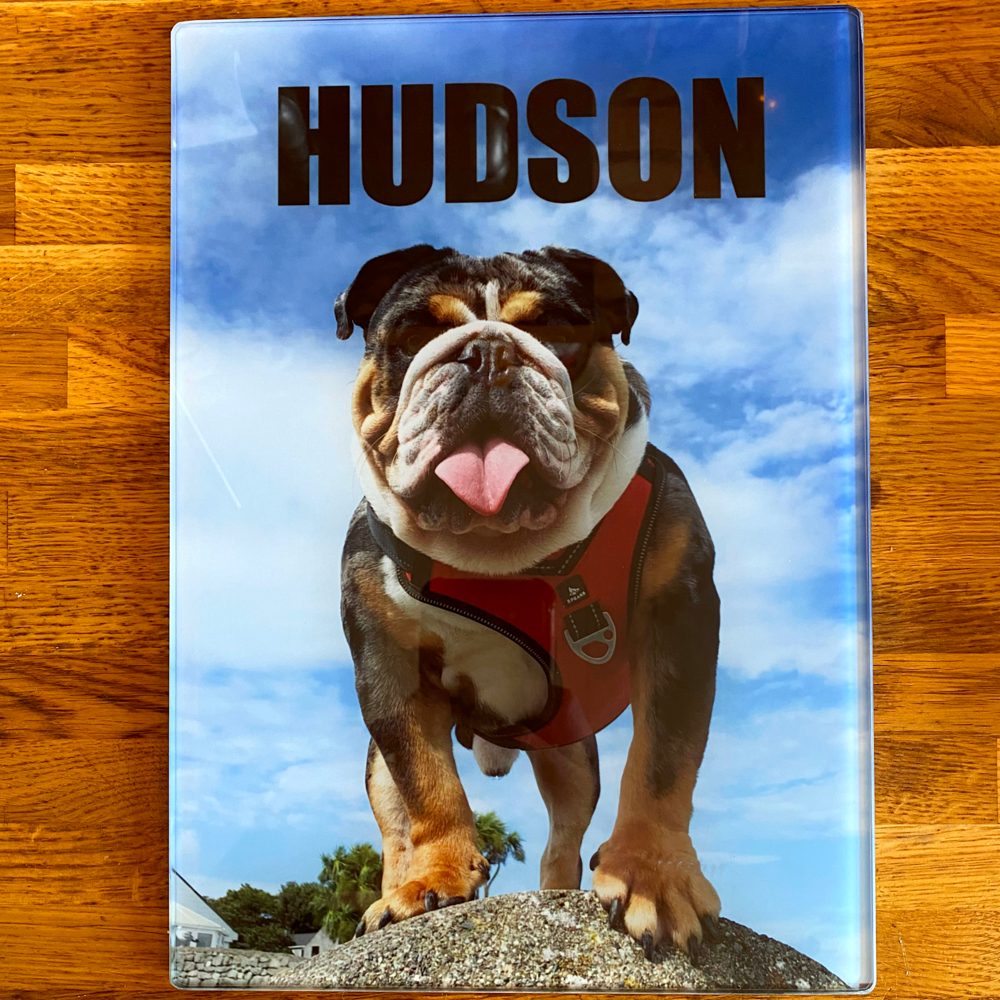 Hudson the bulldog on a glass chopping board